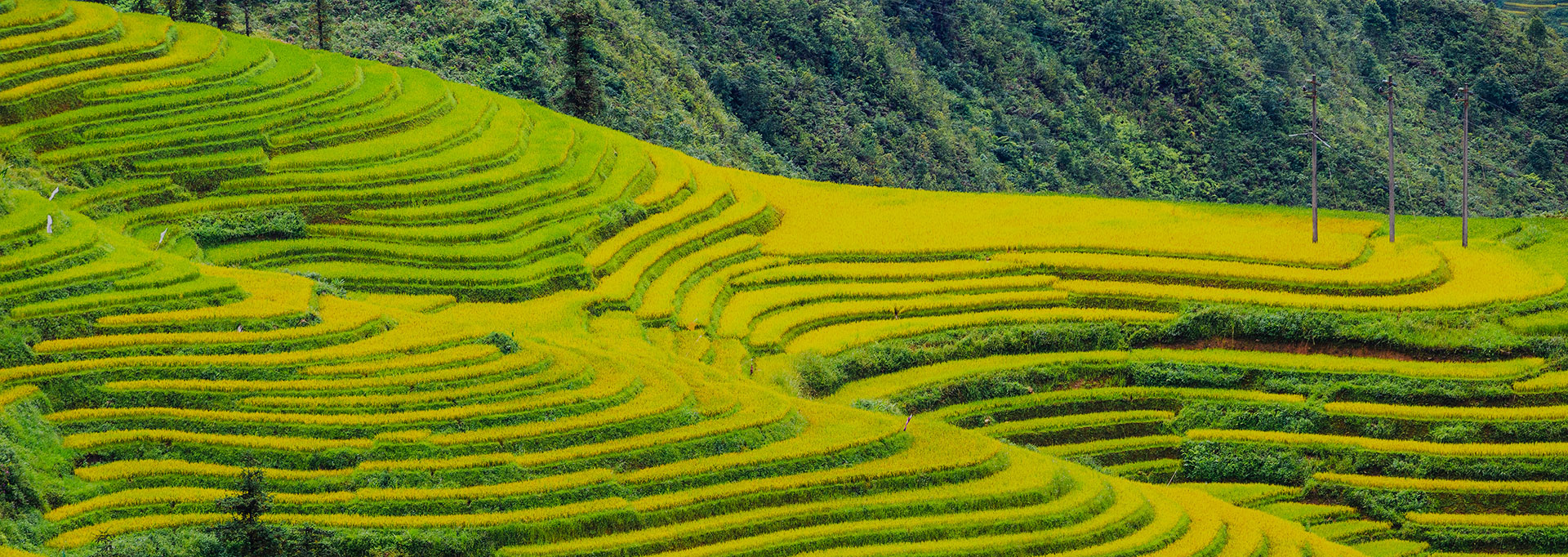 原官网梯田场景